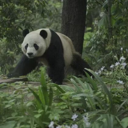 亲近自然·成都熊猫义工亲子营5天4晚|4大游学主题,收获2张证书+熊猫义工.熊猫邮局+三星堆考古体验官+都江堰水利工程探秘制作杩搓+杜甫草堂,4人起发 亲近自然·成都熊猫义工亲子营5天4晚|4大游学主题,收获2张证书+熊猫义工.熊猫邮局+三星堆考古体验官+都江堰水利工程探秘制作杩搓+杜甫草堂,4人起发