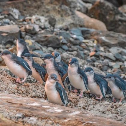 新西兰北岛+南岛东海岸+特卡波湖+皇后镇8日私家团 新西兰北岛+南岛东海岸+特卡波湖+皇后镇8日私家团