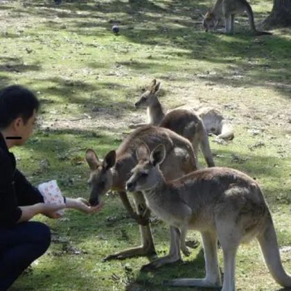 布里斯班+圣约翰大教堂+龙柏考拉保护区6日5晚拼小团 布里斯班+圣约翰大教堂+龙柏考拉保护区6日5晚拼小团