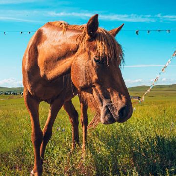 呼伦贝尔+额尔古纳+黑山头镇+满洲里3日2晚私家团 呼伦贝尔+额尔古纳+黑山头镇+满洲里3日2晚私家团