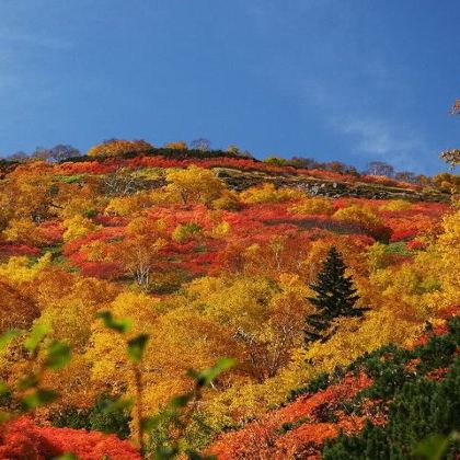 日本北海道札幌+小樽+美瑛+富良野+洞爷湖+函馆+旭川11日10晚私家团 日本北海道札幌+小樽+美瑛+富良野+洞爷湖+函馆+旭川11日10晚私家团