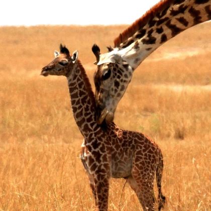 户外探索·肯尼亚内罗毕+安博塞利+甜水野生动物保护区+马赛马拉国家保护区+奈瓦沙+桑布鲁12日11晚半自助游