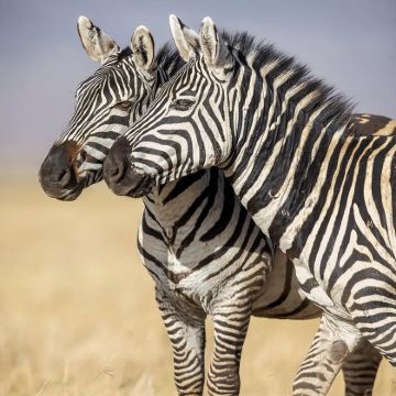 肯尼亚安博塞利+马赛马拉国家保护区+奈瓦沙+纳库鲁10日8晚私家团 肯尼亚安博塞利+马赛马拉国家保护区+奈瓦沙+纳库鲁10日8晚私家团