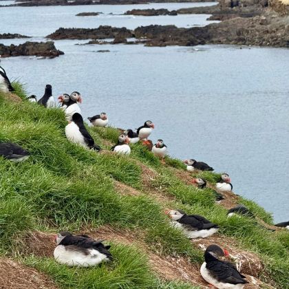 冰岛雷克雅未克观鲸+冰岛黄金圈+瓦特纳冰川国家公园+阿克雷里+斯奈山半岛+丹麦哥本哈根+欧登塞13日12晚拼小团 冰岛雷克雅未克观鲸+冰岛黄金圈+瓦特纳冰川国家公园+阿克雷里+斯奈山半岛+丹麦哥本哈根+欧登塞13日12晚拼小团