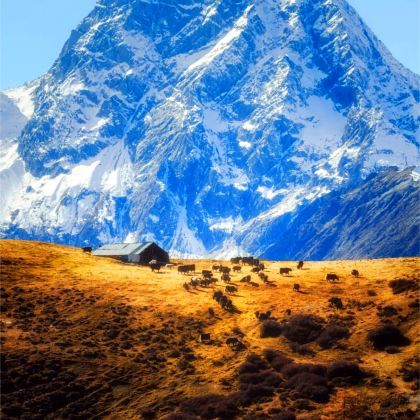 云南丽江+泸沽湖+香格里拉+梅里雪山8日7晚私家团 云南丽江+泸沽湖+香格里拉+梅里雪山8日7晚私家团