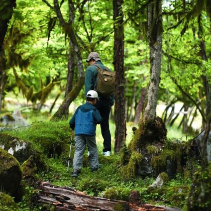 西双版纳+望天树景区+基诺山雨林徒步5日4晚私家团 西双版纳+望天树景区+基诺山雨林徒步5日4晚私家团