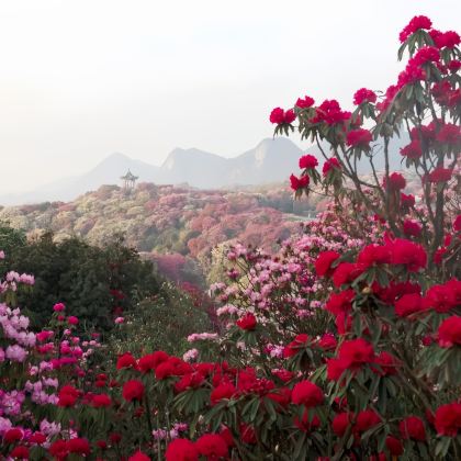 贵州贵阳+百里杜鹃风景区+万峰林景区+梵净山+荔波小七孔景区+黄果树景区+西江千户苗寨8日7晚跟团游 贵州贵阳+百里杜鹃风景区+万峰林景区+梵净山+荔波小七孔景区+黄果树景区+西江千户苗寨8日7晚跟团游