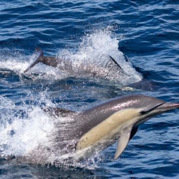 澳大利亚悉尼+凯恩斯+墨尔本15日14晚自由行 澳大利亚悉尼+凯恩斯+墨尔本15日14晚自由行