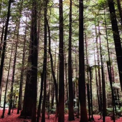 新西兰6日5晚私家团 新西兰6日5晚私家团