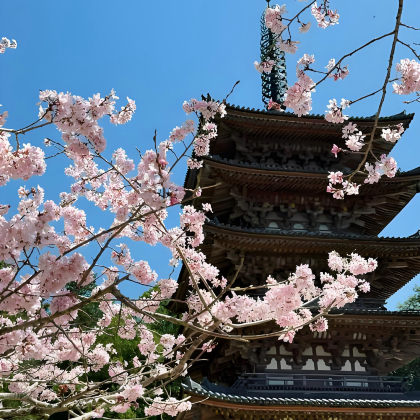 日本大阪+京都+东京+伊豆+清水寺+伊豆高原樱花通道+伊豆白滨海岸9日8晚拼小团 日本大阪+京都+东京+伊豆+清水寺+伊豆高原樱花通道+伊豆白滨海岸9日8晚拼小团