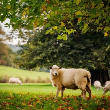 英国曼彻斯特+约克+纽卡斯尔+温德米尔+格拉辛顿+惠特百+利物浦7日6晚拼小团 英国曼彻斯特+约克+纽卡斯尔+温德米尔+格拉辛顿+惠特百+利物浦7日6晚拼小团