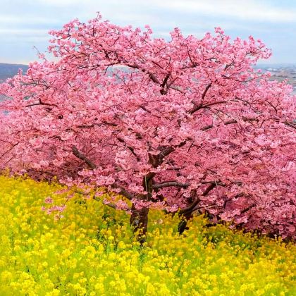 日本北海道7日6晚私家团 日本北海道7日6晚私家团