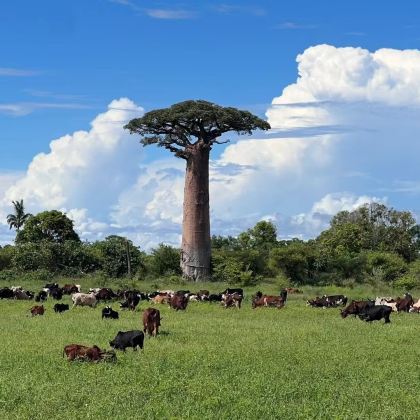 马达加斯加塔那那利佛+安达西贝-曼塔迪亚国家公园+穆龙达瓦7日6晚跟团游 马达加斯加塔那那利佛+安达西贝-曼塔迪亚国家公园+穆龙达瓦7日6晚跟团游