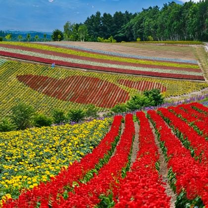 日本北海道7日6晚私家团 日本北海道7日6晚私家团