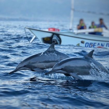 菲律宾薄荷岛观海豚4日3晚跟团游