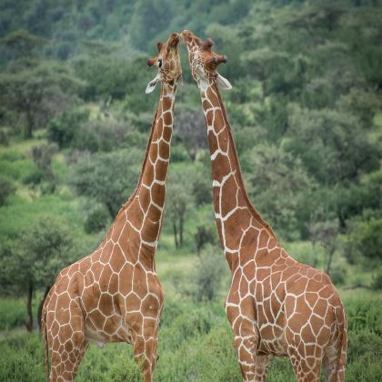 肯尼亚马赛马拉国家公园+安博塞利6日5晚拼小团 肯尼亚马赛马拉国家公园+安博塞利6日5晚拼小团