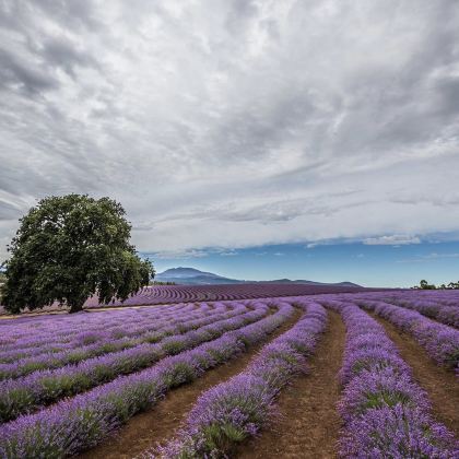 澳大利亚塔斯马尼亚6日5晚跟团游 澳大利亚塔斯马尼亚6日5晚跟团游