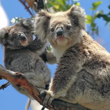 澳大利亚凯恩斯7日5晚私家团 澳大利亚凯恩斯7日5晚私家团