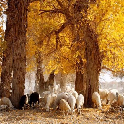 新疆塔里木胡杨林公园2日1晚跟团游 新疆塔里木胡杨林公园2日1晚跟团游