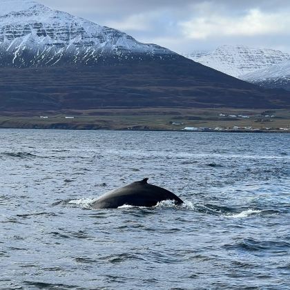 冰岛雷克雅未克+黄金旅游圈+瓦特纳冰川国家公园+DC-3飞机残骸+蓝湖+冰河湖7日5晚拼小团 冰岛雷克雅未克+黄金旅游圈+瓦特纳冰川国家公园+DC-3飞机残骸+蓝湖+冰河湖7日5晚拼小团