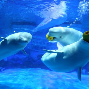 大连4日3晚私家团 大连4日3晚私家团