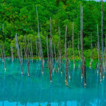 日本北海道札幌+登别熊牧场+函馆山+洞爷湖游览船+小樽天狗山+旭山动物园+白金温泉観光組合9日8晚拼小团 日本北海道札幌+登别熊牧场+函馆山+洞爷湖游览船+小樽天狗山+旭山动物园+白金温泉観光組合9日8晚拼小团