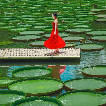 普洱+西双版纳6日5晚自由行 普洱+西双版纳6日5晚自由行