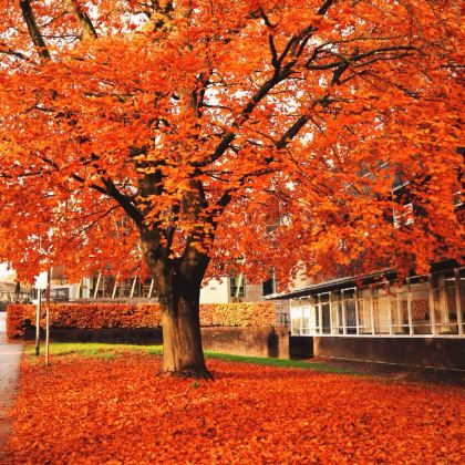 英国大伦敦+科茨沃尔德+伯明翰+华威大学+莎士比亚出生地+牛津+剑桥7日6晚拼小团 英国大伦敦+科茨沃尔德+伯明翰+华威大学+莎士比亚出生地+牛津+剑桥7日6晚拼小团