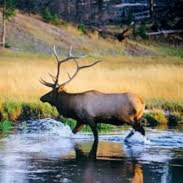 美国黄石国家公园3日2晚跟团游 美国黄石国家公园3日2晚跟团游