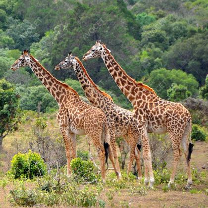 肯尼亚+坦桑尼亚+马赛马拉国家保护区+塞伦盖蒂国家公园+恩戈罗恩戈罗国家公园+曼雅拉湖国家公园+塔兰吉雷国家公园+纳库鲁湖国家公园12日11晚私家团