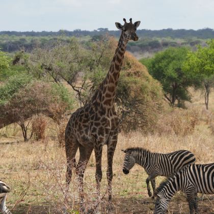 坦桑尼亚塞伦盖蒂+恩戈罗恩戈罗火山口+塔兰吉雷国家公园8日6晚私家团 坦桑尼亚塞伦盖蒂+恩戈罗恩戈罗火山口+塔兰吉雷国家公园8日6晚私家团