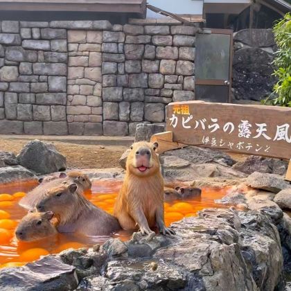 日本东京+伊豆5日4晚私家团 日本东京+伊豆5日4晚私家团