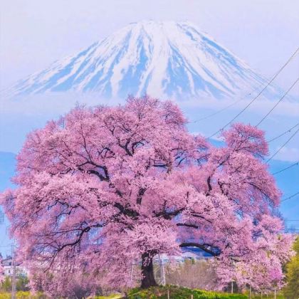 日本东京+富士山+镰仓市6日5晚半自助游