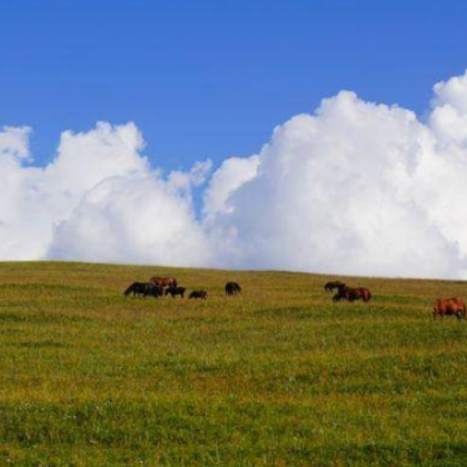 辉腾锡勒草原+乌兰哈达火山地质公园+黄花沟草原旅游度假区2日1晚跟团游 辉腾锡勒草原+乌兰哈达火山地质公园+黄花沟草原旅游度假区2日1晚跟团游