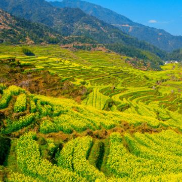 黄山+婺源+宏村景区3日2晚跟团游 黄山+婺源+宏村景区3日2晚跟团游