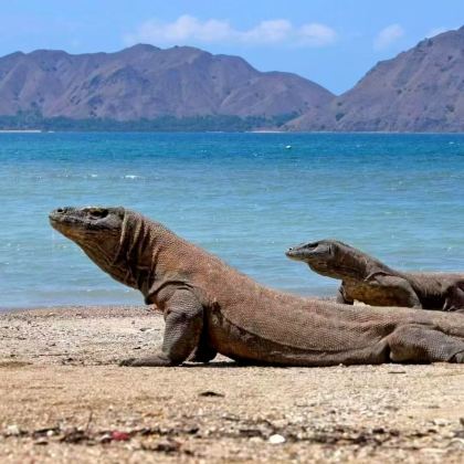 印度尼西亚科莫多3日2晚拼小团 印度尼西亚科莫多3日2晚拼小团