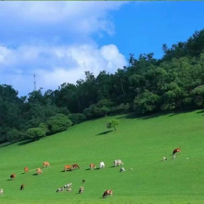 宝鸡关山牧场度假村2日1晚跟团游 宝鸡关山牧场度假村2日1晚跟团游
