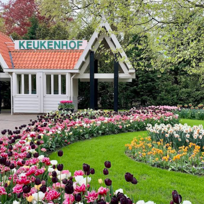 荷兰阿姆斯特丹-库肯霍夫公园-一日游【中文包车自由行】 荷兰阿姆斯特丹-库肯霍夫公园-一日游【中文包车自由行】