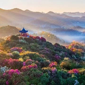 贵州毕节百里杜鹃一日游(独立包车/不赶早上门接送/纯玩) 贵州毕节百里杜鹃一日游(独立包车/不赶早上门接送/纯玩)