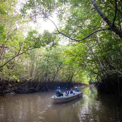 民丹岛红树林或萤火虫之旅(含酒店接送和餐饮)| 印度尼西亚 民丹岛红树林或萤火虫之旅(含酒店接送和餐饮)| 印度尼西亚
