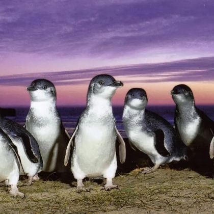 墨尔本菲利普企鹅岛一日游-邂逅萌神企鹅+观赏萌宠考拉+含小费 墨尔本菲利普企鹅岛一日游-邂逅萌神企鹅+观赏萌宠考拉+含小费