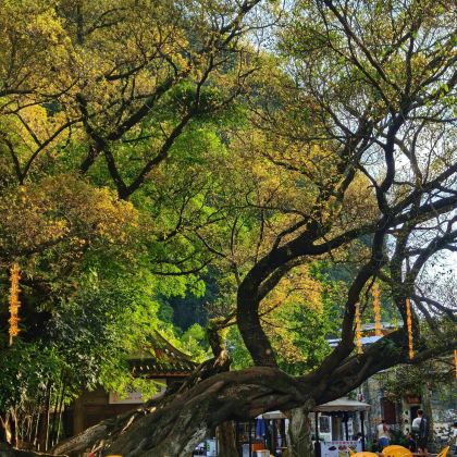 广西贺州钟山水墨田园+黄姚古镇+紫云仙境包车一日游可英文服务 广西贺州钟山水墨田园+黄姚古镇+紫云仙境包车一日游可英文服务