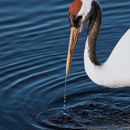 齐齐哈尔市游+扎龙一日活动 齐齐哈尔市游+扎龙一日活动