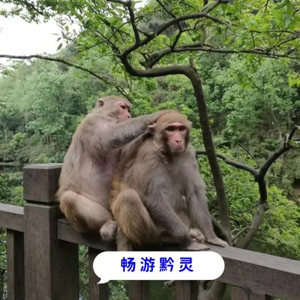 贵阳黔灵山公园+甲秀楼+青岩古镇+花溪夜郎谷一日游 贵阳黔灵山公园+甲秀楼+青岩古镇+花溪夜郎谷一日游