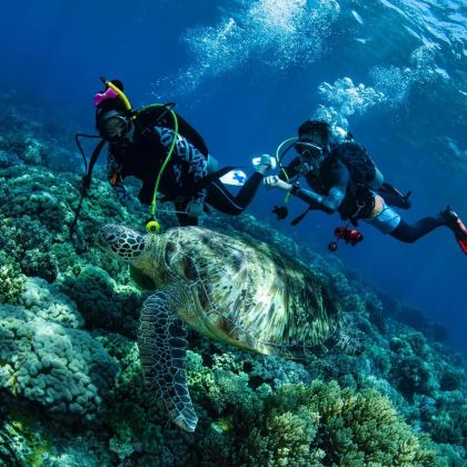 杜马盖地出发:APO岛一日游 - 含浮潜&看海龟 杜马盖地出发:APO岛一日游 - 含浮潜&看海龟