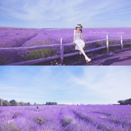 纽约长岛薰衣草花田与折扣狂欢 |薰衣草农场+长岛唐格奥特莱斯 纽约长岛薰衣草花田与折扣狂欢 |薰衣草农场+长岛唐格奥特莱斯