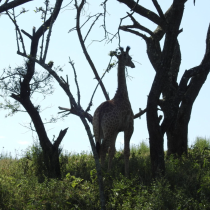 南非德班经典一日游:海底隧道+冲浪海滩+草原 Safai 南非德班经典一日游:海底隧道+冲浪海滩+草原 Safai