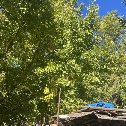 永州阳明山国家森林公园+零陵古城+柳子庙一日游-可英文服务 永州阳明山国家森林公园+零陵古城+柳子庙一日游-可英文服务