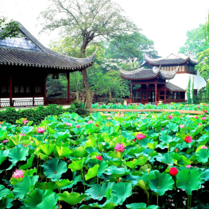 苏州拙政园+寒山寺+七里山塘街一日游【精选景点ღ纯玩无购物】 苏州拙政园+寒山寺+七里山塘街一日游【精选景点ღ纯玩无购物】