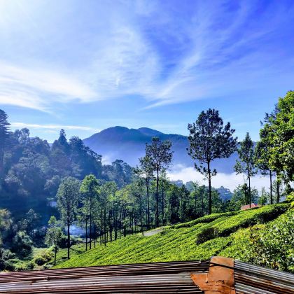 嘉义:阿里山一日游(台中/嘉义/高雄出发) 嘉义:阿里山一日游(台中/嘉义/高雄出发)